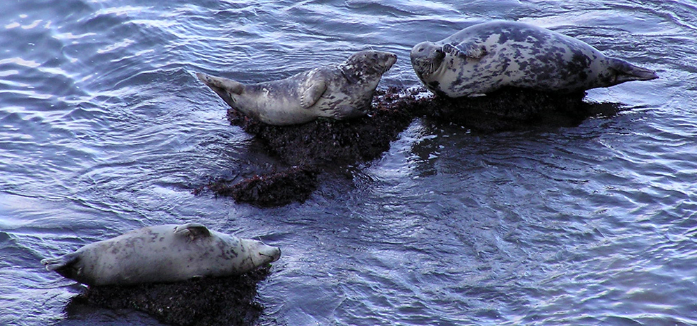 Atlantic Grey Seals Rhossilli & Worms Head